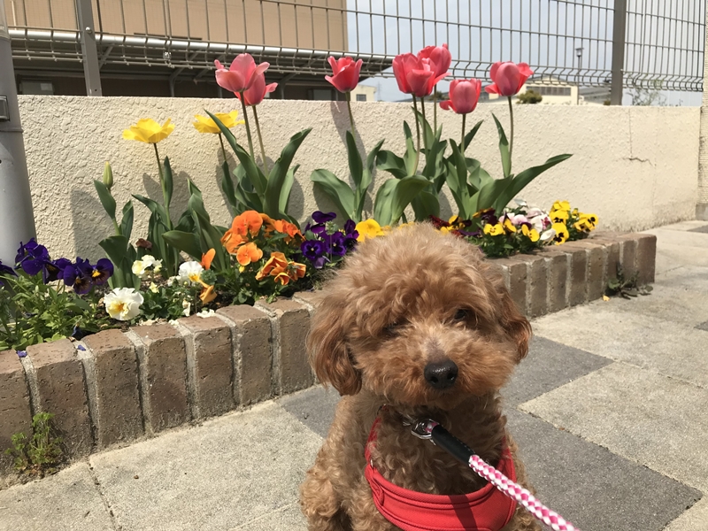 保護犬トイプードルと花壇