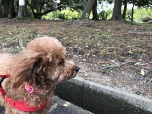 霞ヶ浦緑地公園犬散歩