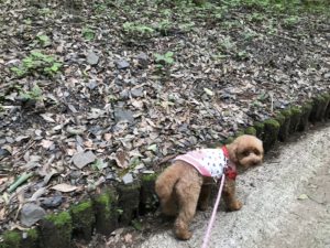 犬と養老公園