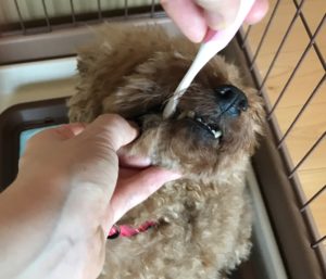 小型犬の歯磨き