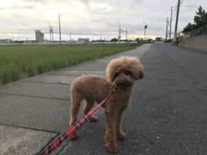 犬の朝散歩