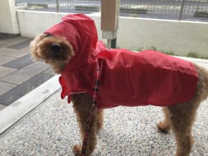 犬の雨の日散歩