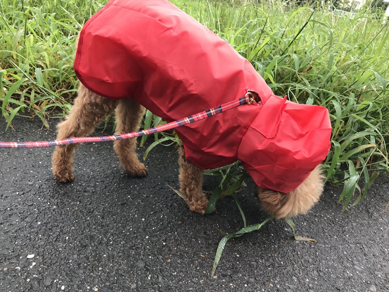 犬の雨の日散歩