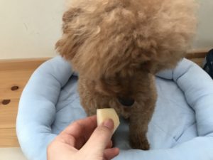 犬リンゴを食べる