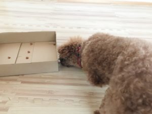箱が怖い保護犬