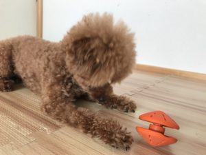 犬用知育玩具