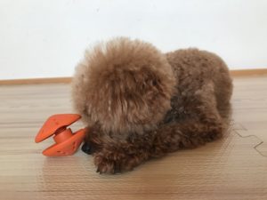 犬用知育玩具