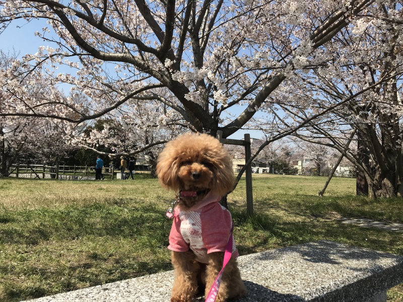 桜とトイプードル