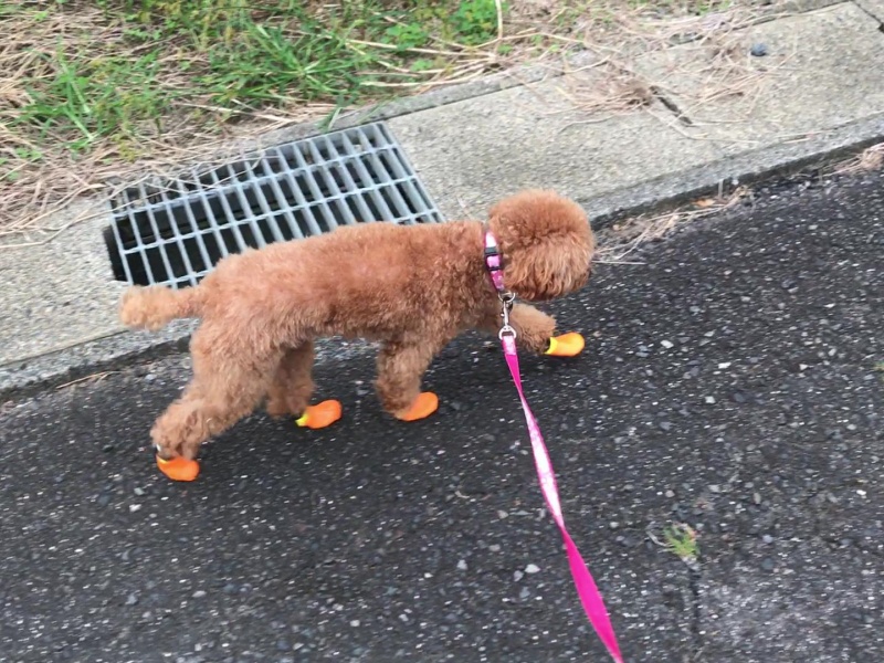 靴を履いて外を歩く 保護犬トイプードル サラの日記