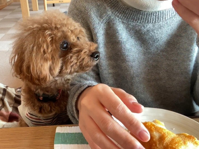 食事を監視する犬