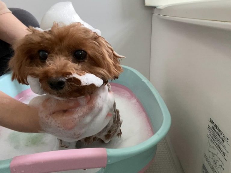 犬のお風呂