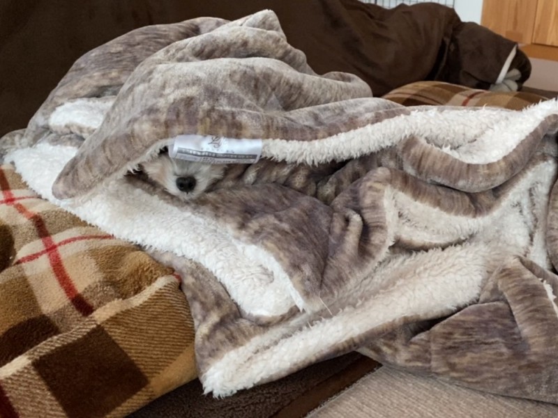 毛布に潜む犬
