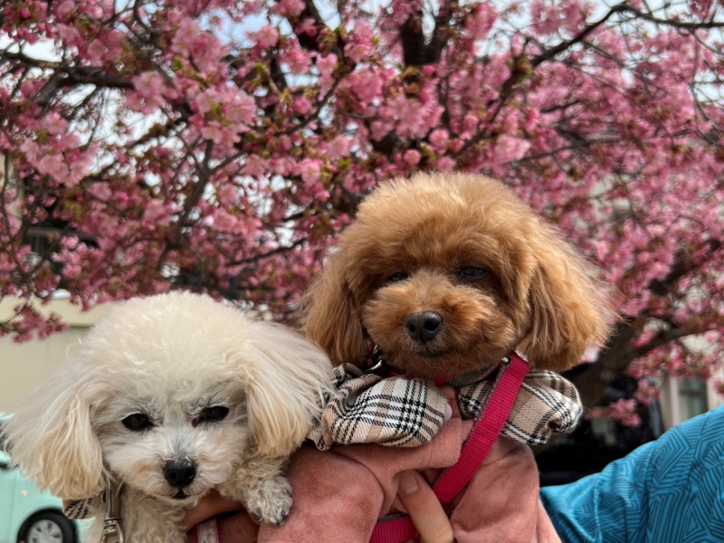 河津桜と犬