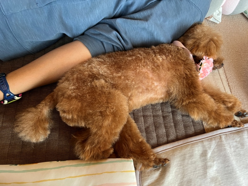 犬と昼寝