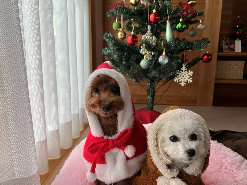 犬クリスマス