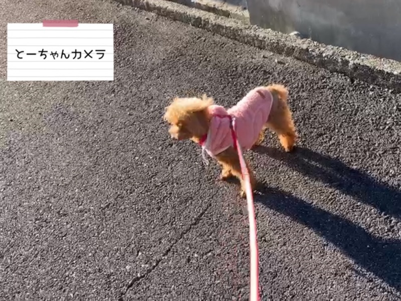 歩かない犬