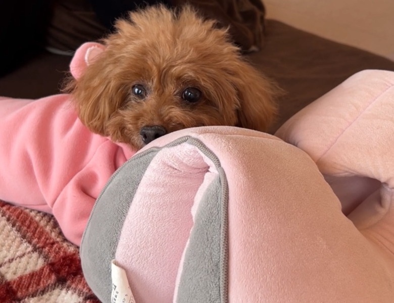 枕を使う犬