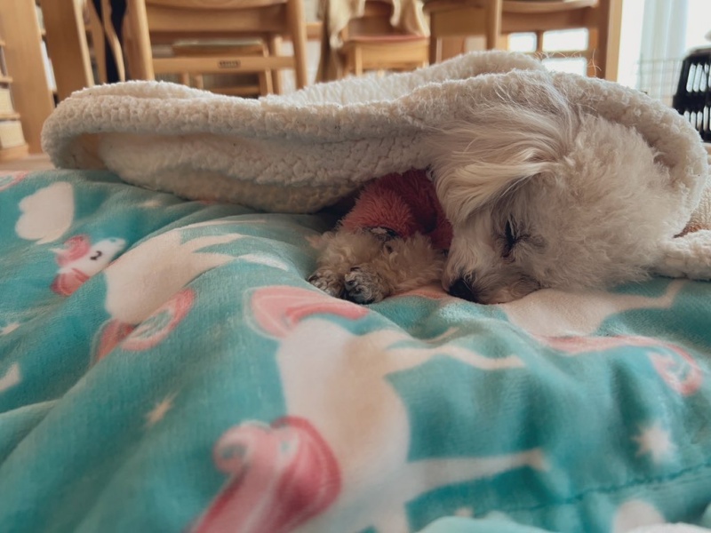 毛布好き犬
