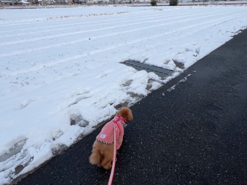寒い日の散歩