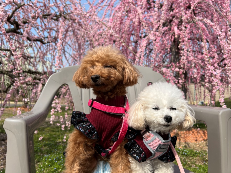 梅の花と犬
