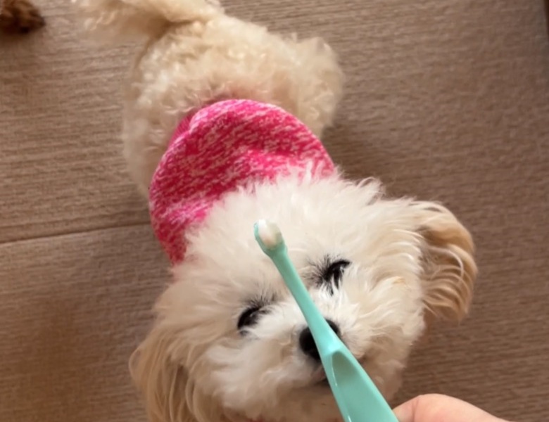 歯磨き好き犬
