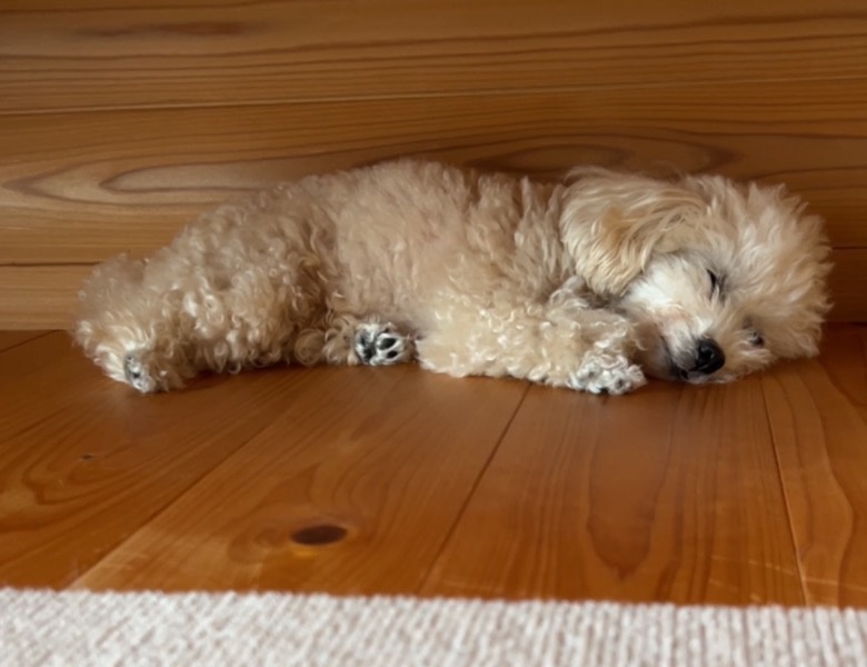 床で寝る犬